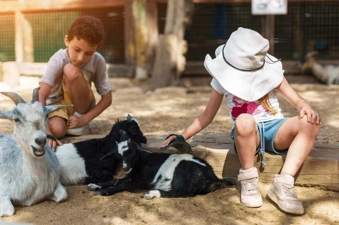 An image of children petting goats at a county fair livestock exhibit.