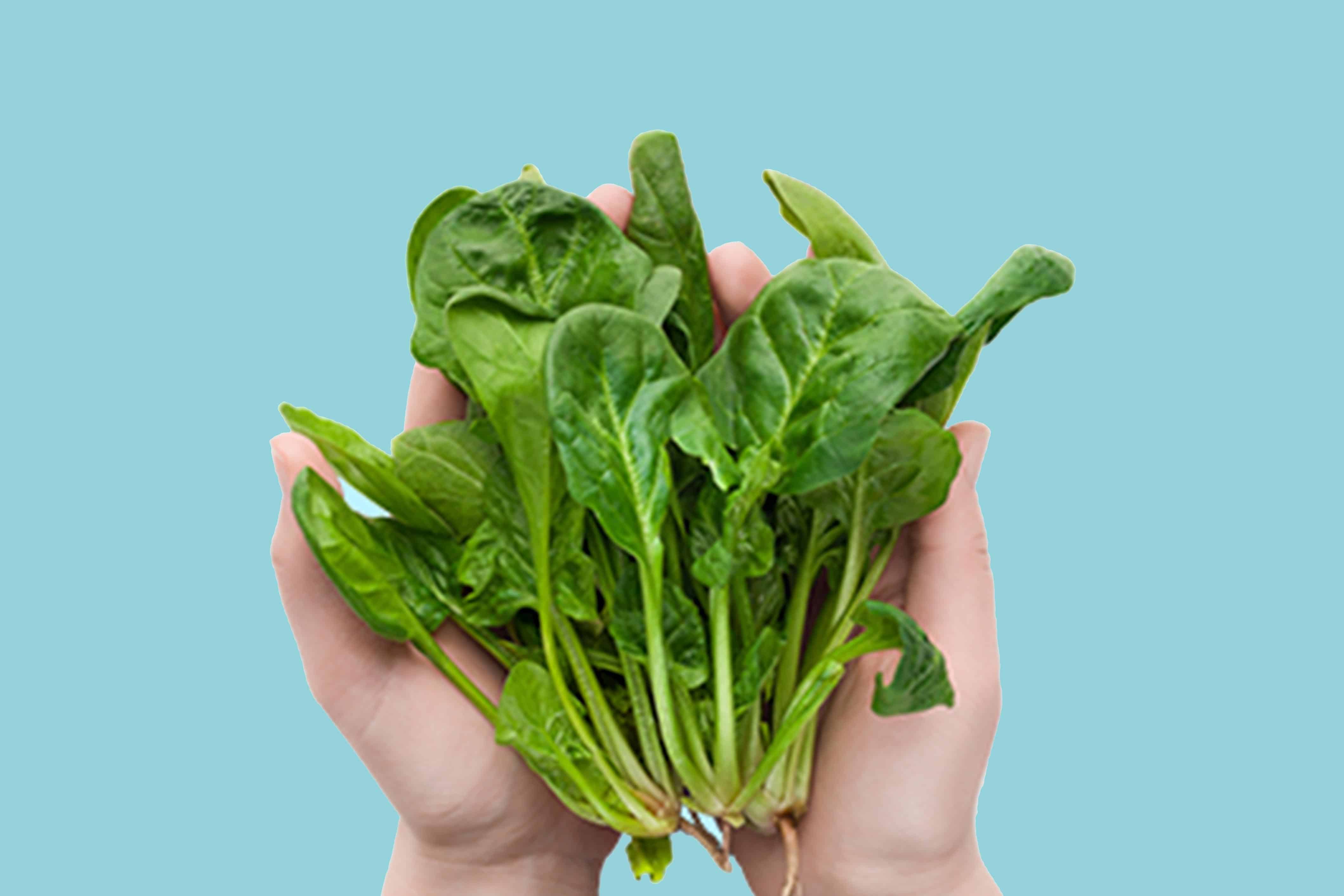 Hands holding spinach - one of the examples where HEC is derived. HEC (hydroxyethyl cellulose) is a plant-based thickener. Benefit: keeps our soap from clumping and separating.