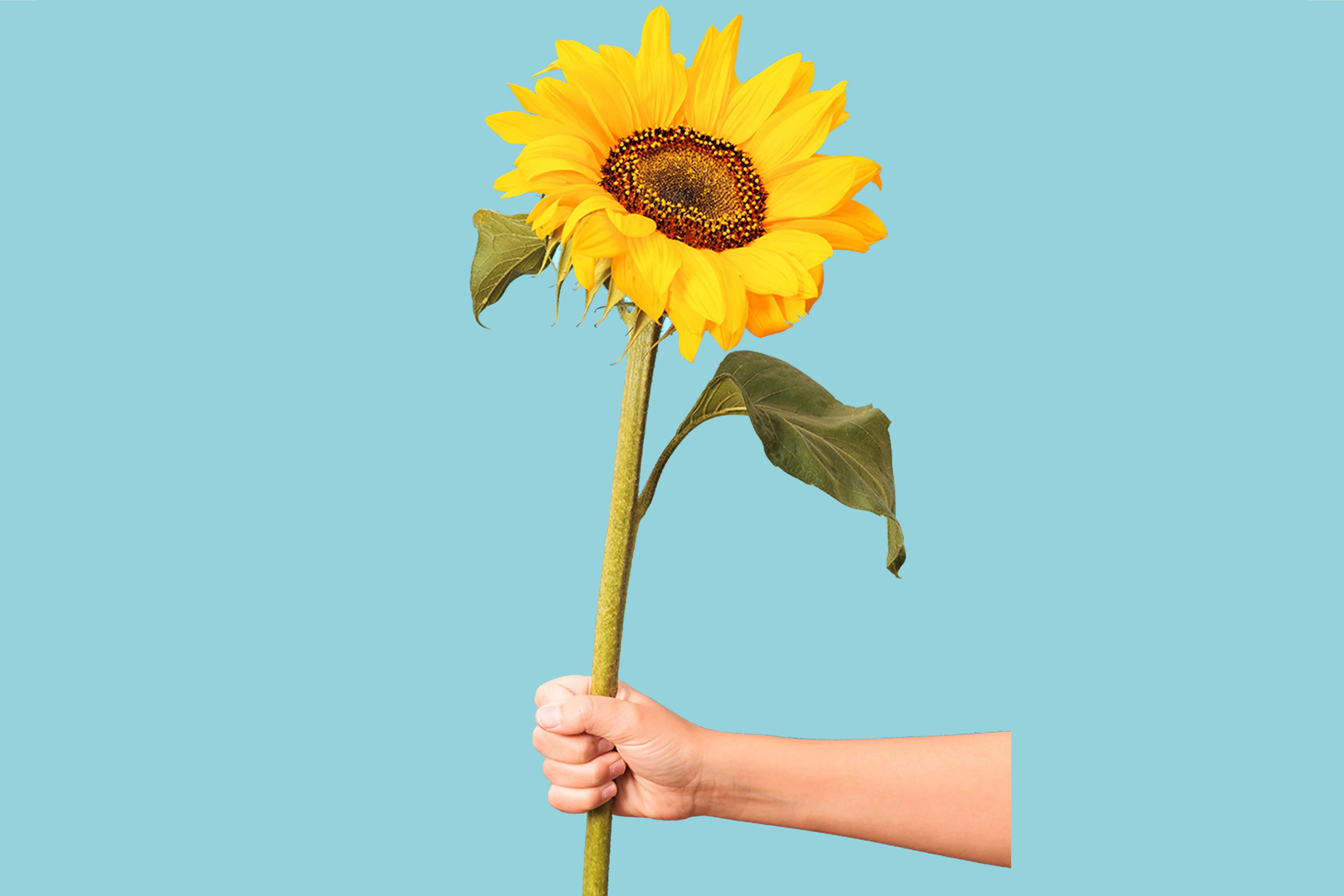 Hand holding a sunflower. Tocopherols are derived from many plants, like sunflower. A natural antioxidant. Benefit: protects and nourishes your skin.