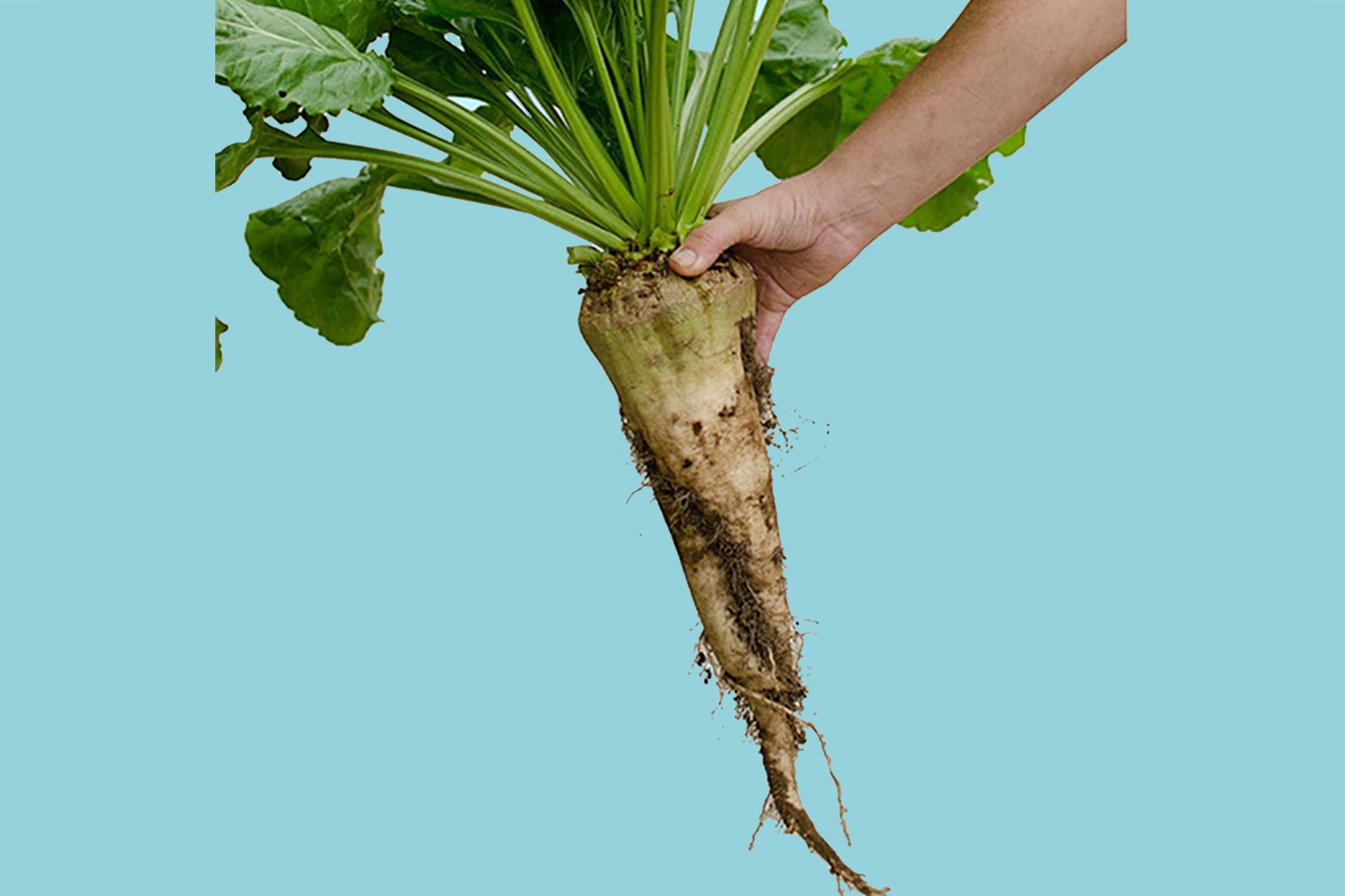 Hand holding xanthan gum plant. A natural thickener produced by fermenting sugars. Benefit: lock in water to help maintaining your skin hydrated