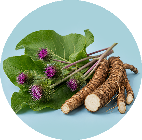 Burdock Root icon