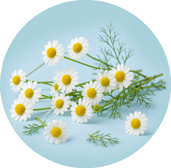 Chamomile Flower icon